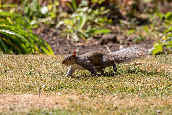 Grey Squirrel Running Lawn Sussex — Stock Photo, Image