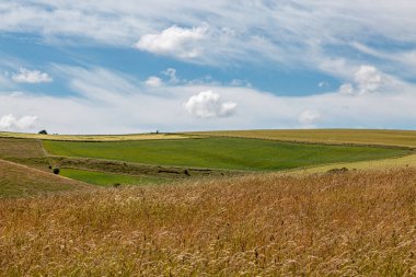 Güneşli bir yaz gününde Güney Downs kırsalına bakıyorum.