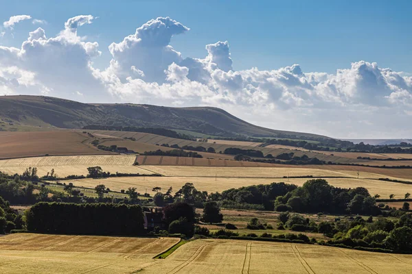 Summer Farm Landscape South Downs Golden Fields Cereal Crops Ready — Stock Photo, Image