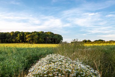 Yazın kırsal Sussex manzarası Kırsal bölgede papatya çiçekleri açıyor