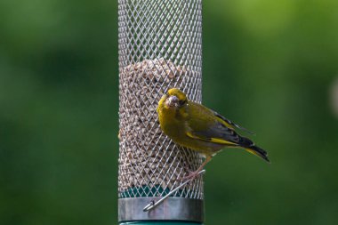 A close up of a greenfinch eating seed from a bird feeder in a Sussex garden
