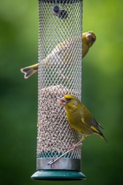 Greenfinches perched on a bird feeder in a Sussex garden