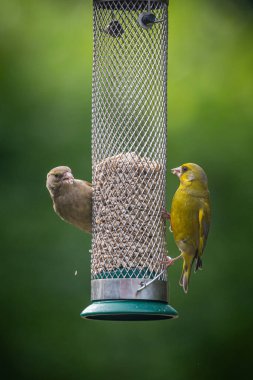 A pair of male and female greenfinches on a garden bird feeder in Sussex