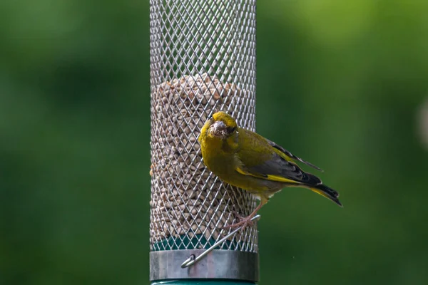 Close Greenfinch Eating Seed Bird Feeder Sussex Garden — Fotografia de Stock
