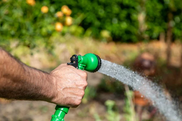 Man Watering Garden Hosepipe Dry Summer Sussex — стоковое фото