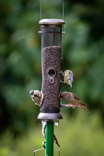 Tits Finches Perched Garden Bird Feeder Shallow Depth Field — Fotografia de Stock