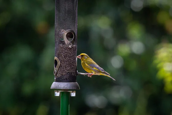 A greenfinch perched on a bird feeder in a Sussex garden, on a sunny summer\'s day