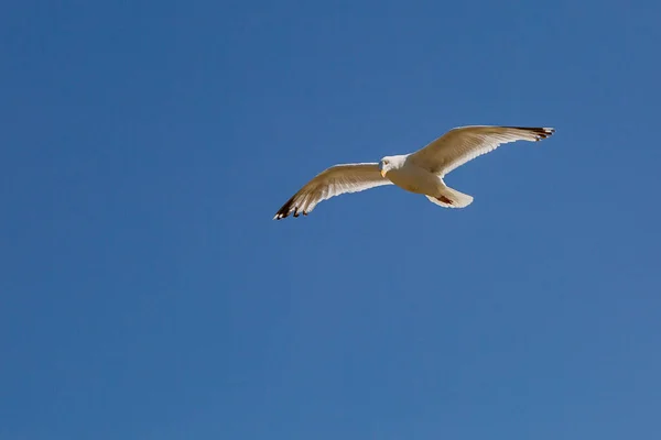 Low Angle View Gull Flight Clear Blue Sky — Stockfoto