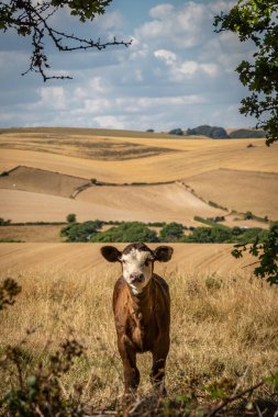 A calf in the Sussex countryside on a sunny summer's day