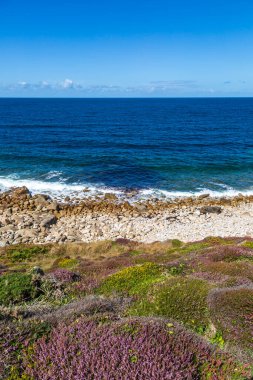 Looking out over the ocean with wildflowers growing on the hillside, on the  Cornish coast
