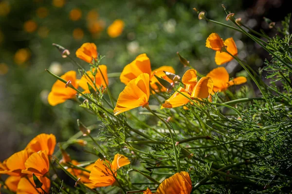 Vibrant Californian Poppies Summer Sunshine Shallow Depth Field — стокове фото