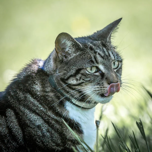 Close Tabby Cat Licking Her Lips — Stock fotografie