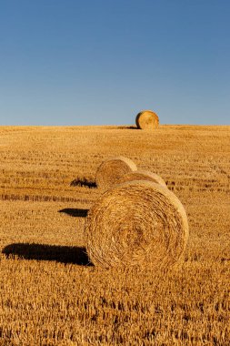 A line of hay bale in a field in Sussex, with a blue sky overhead