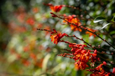 Crocosmia flowers, also known as montbretia or coppertips, in the summer sunshine