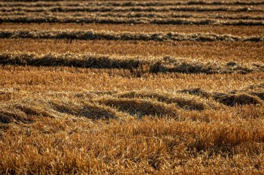 A full frame photograph of rows of cut cereal crops on a sunny summer's evening, with a shallow depth of field