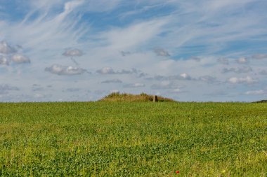 Looking over a field of green crops towards a trig point, on an summer's day in the South Downs