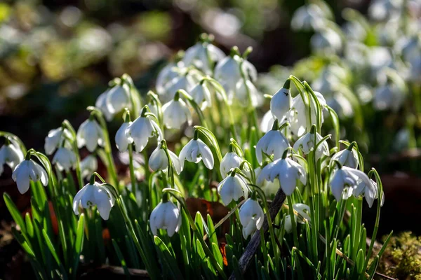 Abbondanza Bucaneve Che Crescono Nel Sole Fine Inverno — Foto Stock