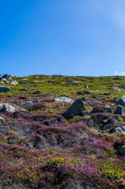 Heather growing on a hillside, on the Cornish coast