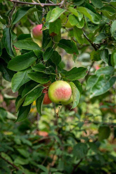 Apples Growing Tree August Shallow Depth Field — Stockfoto
