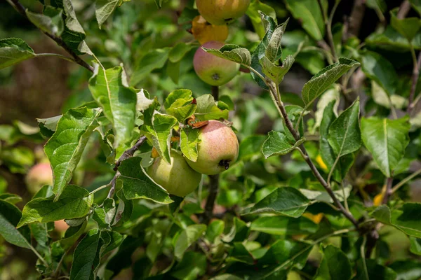 Apples Growing Tree August Shallow Depth Field — Stockfoto