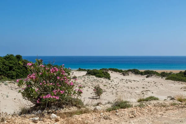 Pink Oleander Shrub Growing Sand Dunes Golden Beach Karpass Peninsula — Foto de Stock