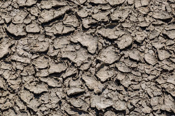 Soil cracked through dryness in a drought