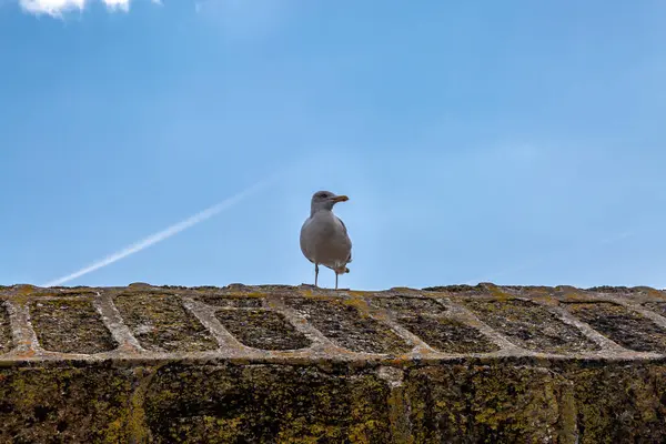 Looking Seagull Perched Stone Wall Blue Sky — Stock Photo, Image