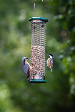 A coal tit and a nuthatch perched on a garden bird feeder, with a shallow depth of field