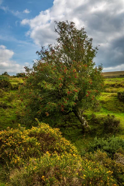 Gorse Bush Uma Cinza Montanha Dartmoor National Park Dia Ensolarado — Fotografia de Stock