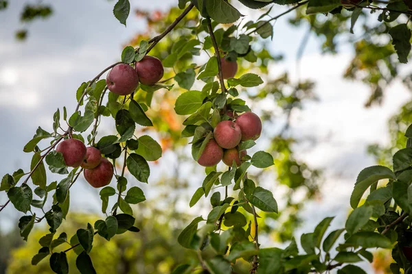 Pommes Mûres Sur Arbre Avec Une Faible Profondeur Champ — Photo