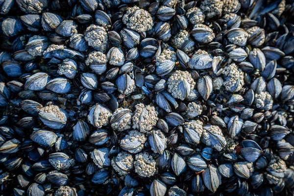 Abbondanza Cozze Una Roccia Durante Bassa Marea Sulla Spiaggia Perranporth — Foto Stock