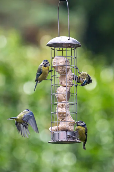 Cyanistes Caeruleus Commonly Known Blue Tits Feeding Suet Balls Sussex — Photo