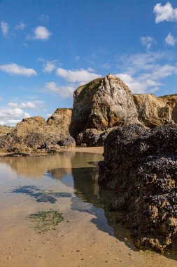 Cornwall 'daki Perranporth sahilinde gelgit var. Kaya oluşumlarında midyeler var.