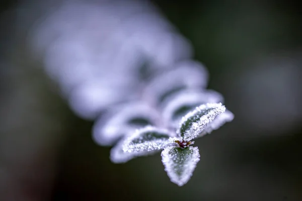 Ένα Κοντινό Πλάνο Κρυστάλλων Πάγου Στα Φύλλα Ένα Κρύο Χειμωνιάτικο — Φωτογραφία Αρχείου