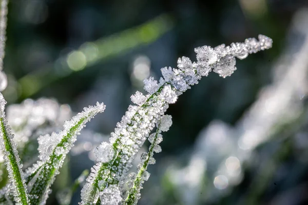 Макрофотография Ледяных Кристаллов Траве Солнечным Январским Утром — стоковое фото