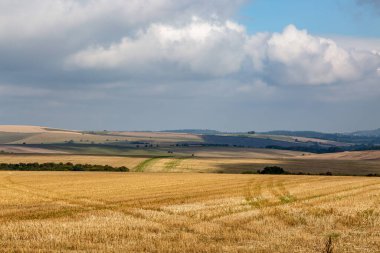 Güneşli bir günde Wiltshire kırsalına bakıyorum.