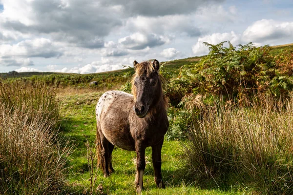 Pônei Selvagem Dartmoor National Park Dia Ensolarado Setembro — Fotografia de Stock