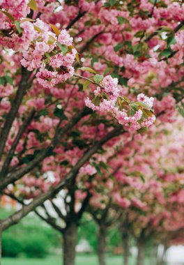 Kiraz çiçekleri dalları. Parktaki güzel pembe sakura ağaçları.