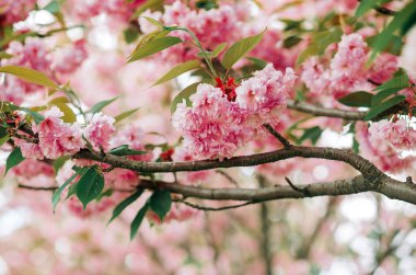 Pembe kiraz çiçeklerinin inanılmaz dalları.  