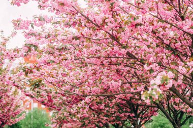 Kiraz çiçekleri dalları. Parktaki güzel pembe sakura ağaçları.