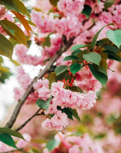 Pembe kiraz çiçeklerinin inanılmaz dalları.  