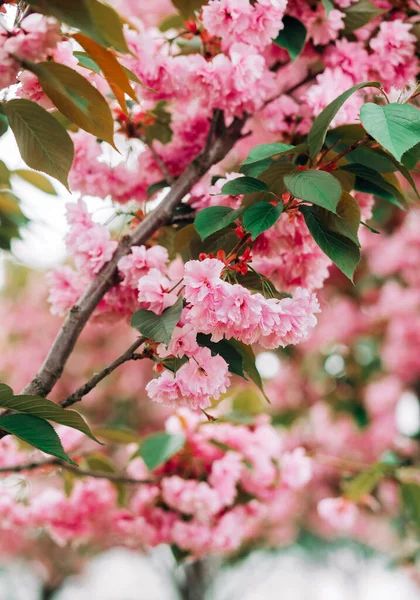 Kiraz çiçeği (sakura) İlkbaharda meslek için güzel bir yer.