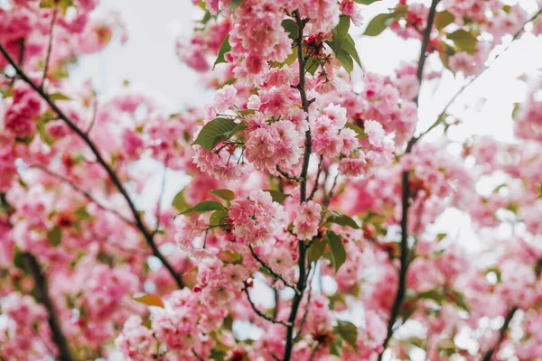 Pembe kiraz çiçeklerinin inanılmaz dalları.  