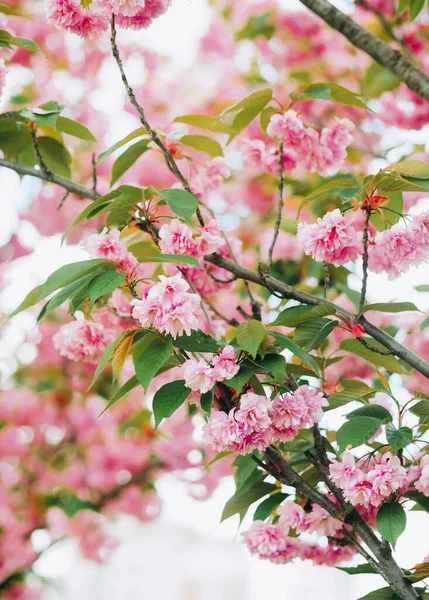 Pembe kiraz çiçeklerinin inanılmaz dalları.  