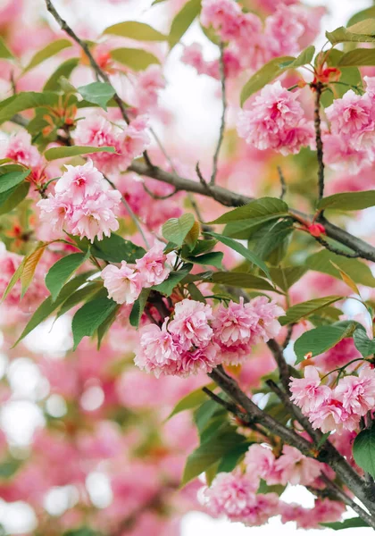 Pembe kiraz çiçeklerinin inanılmaz dalları.  