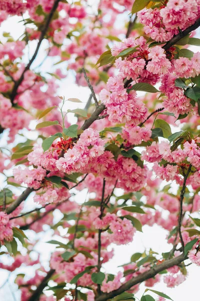 Pembe kiraz çiçeklerinin inanılmaz dalları.  