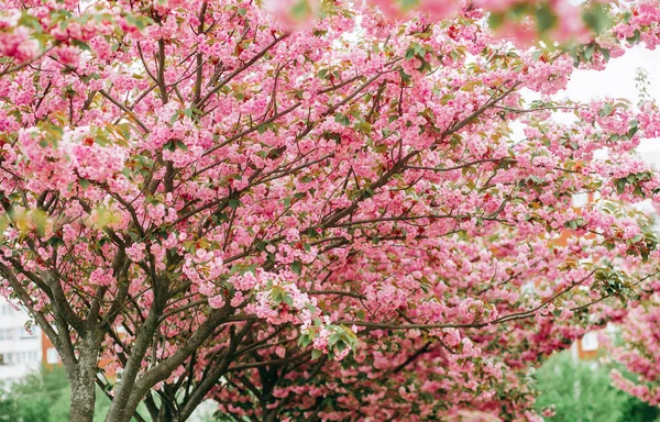 Kiraz çiçekleri dalları. Parktaki güzel pembe sakura ağaçları.