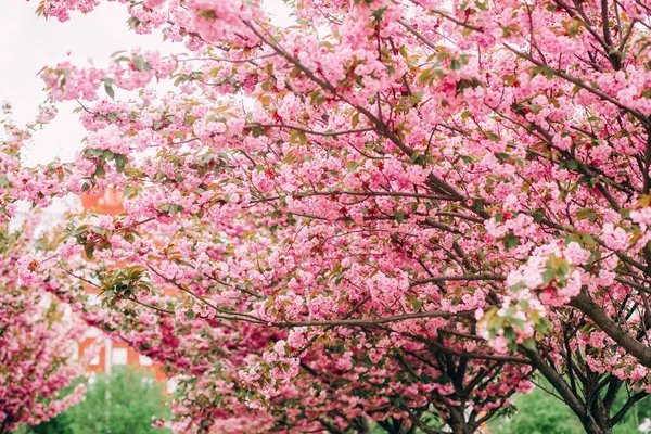 Kiraz çiçekleri dalları. Parktaki güzel pembe sakura ağaçları.