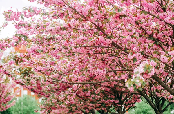 Pembe kiraz çiçeklerinin inanılmaz dalları.  