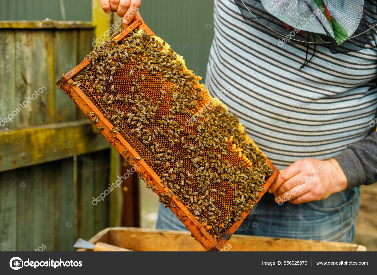 Пчеловод Проверяет Ульи Пчелином Саду Вытаскивая Отдельные Рамы.